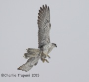 6S3A8945Gyrfalcon