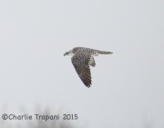 6S3A8960Gyrfalcon