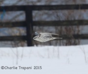 6S3A8988Gyrfalcon