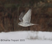 6S3A8989Gyrfalcon