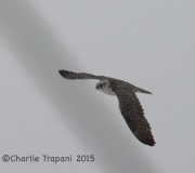 6S3A9000Gyrfalcon