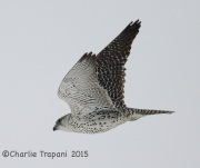 6S3A9026Gyrfalcon