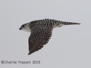 6S3A9030Gyrfalcon