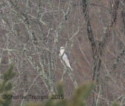 6S3A9067Gyrfalcon