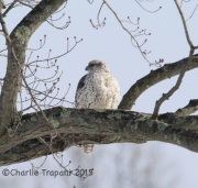 6S3A9613Gyrfalcon