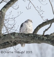 6S3A9853Gyrfalcon