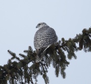 6S3A9950Gyrfalcon