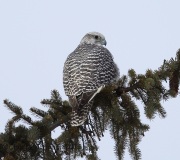6S3A9958Gyrfalcon