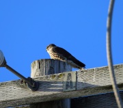 6s3a0309merlin