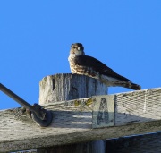 6s3a0314merlin