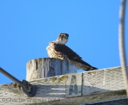 6s3a0334merlin