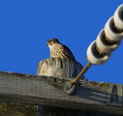 6s3a0399merlin