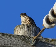 6s3a0402merlin