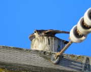 6s3a0430merlin