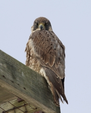 6s3a1919peregrinefalcon