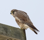 6s3a1930peregrinefalcon