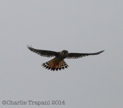 6s3a2188americankestrel