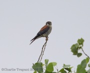 6s3a2214americankestrel