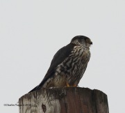 6s3a2590merlin