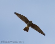 6s3a2720americankestrel