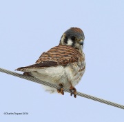 6s3a2995kestrel