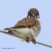 6s3a2999americankestrel