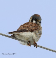 6s3a3005kestrel