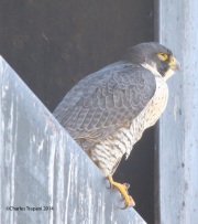 6s3a3939peregrinefalcon