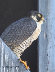6s3a3965peregrinefalcon