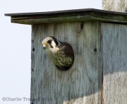 6s3a5847kestrel