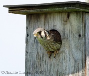 6s3a5852kestrel_cropped