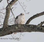 IMG_5239Gyrfalcon
