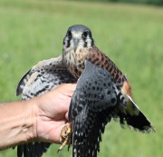 img_0885americankestrel_male_pre_fledge