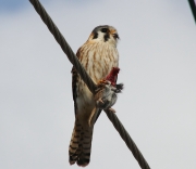 img_3251kestrelwithmouse