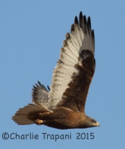0J6A3356Ferruginous_Hawk