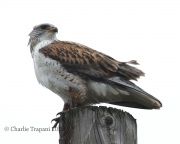 0J6A4936Ferruginous_Hawk
