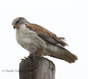 0J6A4996Ferruginous_Hawk