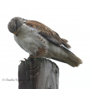 0J6A5001Ferruginous_Hawk