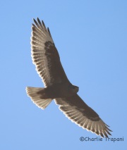 6S3A4604Ferruginous_Hawk