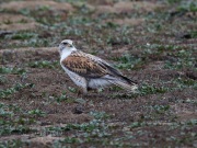 6S3A9288Ferruginous_Hawk