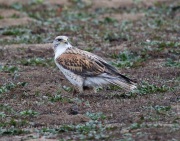 6S3A9289Ferruginous_Hawk