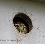 6S3A7042Female_Ferruginous_Pygmy_Owl