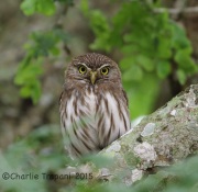 6S3A7044Ferruginous_Pygmy_Owl