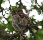 6S3A7076Female_Ferruginous_Pygmy_Owl