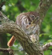 6S3A7130Ferruginous_Pygmy_Owl