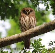 6S3A7162Ferruginous_Pygmy_Owl
