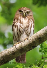 6S3A7183Ferruginous_Pygmy_Owl