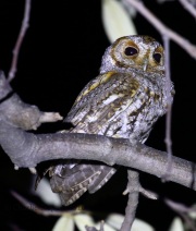 0J6A7475Flammulated_Owl