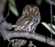 0J6A7480Flammulated_Owl