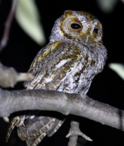 0J6A7484Flammulated_Owl